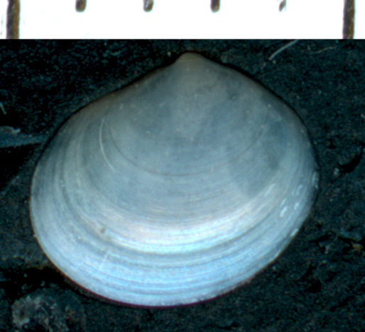 Bivalve